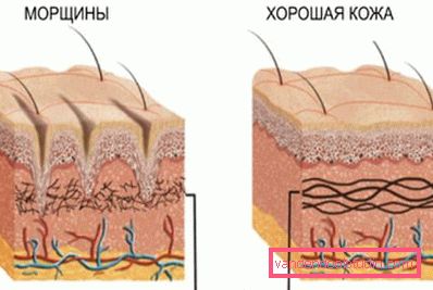 anatomia zmarszczek