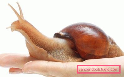Achatina w dłoni