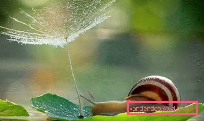 ślimak w warunkach naturalnych ślimak w warunkach naturalnych